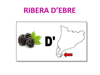 RIBERA D’EBRE
 