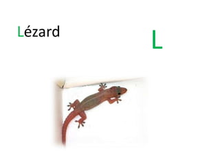 LLézard