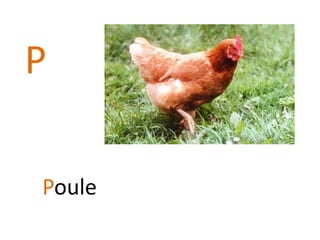 P
Poule