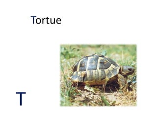 T
Tortue