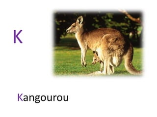 K
Kangourou