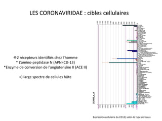 Expression cellulaire du CD13) selon le type de tissus
2 récepteurs identifiés chez l’homme
* L’amino-peptidase N (APN=CD-13)
*Enzyme de conversion de l’angiotensine II (ACE II)
=) large spectre de cellules hôte
LES CORONAVIRIDAE : cibles cellulaires
 