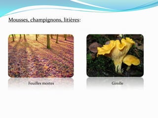 Mousses, champignons, litières:




        Feuilles mortes           Girolle
 