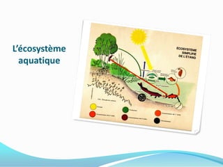 L’écosystème
  aquatique
 