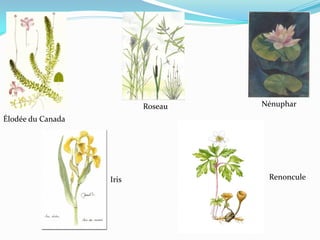 Roseau   Nénuphar
Élodée du Canada




                   Iris             Renoncule
 