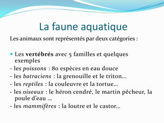 La faune aquatique
Les animaux sont représentés par deux catégories :

 Les vertébrés avec 5 familles et quelques
    exemples
-   les poissons : 80 espèces en eau douce
-   les batraciens : la grenouille et le triton…
-   les reptiles : la couleuvre et la tortue…
-   les oiseaux : le héron cendré, le martin pêcheur, la
    poule d’eau …
-   les mammifères : la loutre et le castor…
 