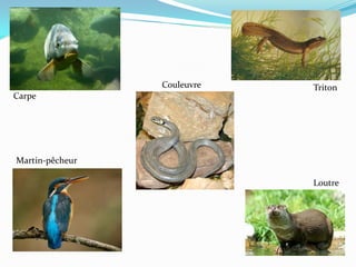 Couleuvre   Triton
Carpe




Martin-pêcheur

                             Loutre
 