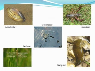 Dolomède
Anodonte                                    Écrevisse




           Libellule




                                  Sangsue
 