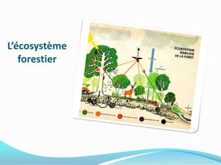 L’écosystème
   forestier
 