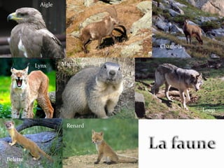 Aigle




                              Bouquetin   Chamois


          Lynx     Marmotte




                                                    Loup

                    Renard




Belette
 
