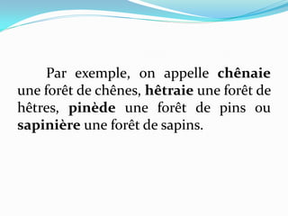 Par exemple, on appelle chênaie
une forêt de chênes, hêtraie une forêt de
hêtres, pinède une forêt de pins ou
sapinière une forêt de sapins.
 