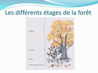 Les différents étages de la forêt
 