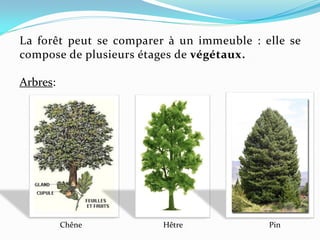 La forêt peut se comparer à un immeuble : elle se
compose de plusieurs étages de végétaux.

Arbres:




          Chêne          Hêtre             Pin
 