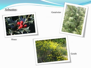 Arbustes:
            Genévrier




    Houx




                        Genêt
 