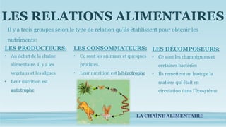 LES RELATIONS ALIMENTAIRES
Il y a trois groupes selon le type de relation qu’ils établissent pour obtenir les
nutriments:
LES PRODUCTEURS:
• Au debut de la chaîne
alimentaire. Il y a les
vegetaux et les algues.
• Leur nutrition est
autotrophe
LES CONSOMMATEURS:
• Ce sont les animaux et quelques
protistes.
• Leur nutrition est hétérotrophe
LES DÉCOMPOSEURS:
• Ce sont les champignons et
certaines bactéries
• Ils remettent au biotope la
matière qui était en
circulation dans l’écosytème
LA CHAÎNE ALIMENTAIRE
 