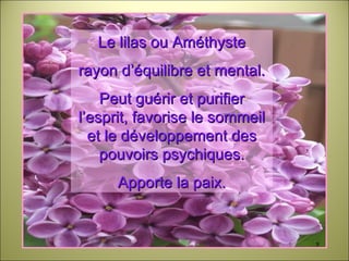 Le lilas ou Améthyste rayon d’équilibre et mental. Peut guérir et purifier l’esprit, favorise le sommeil et le développement des pouvoirs psychiques. Apporte la paix. 