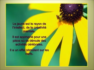 Le jaune est le rayon de l’intellect, de la créativité mentale. Il est approprié pour une pièce où se déroule des activités cérébrales. Il a un effet stimulant sur les nerfs. 