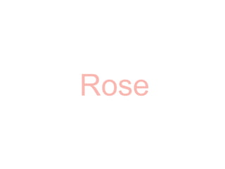 Rose 