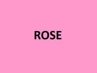 ROSE
 