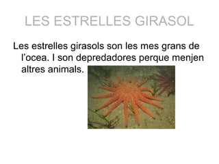 LES ESTRELLES GIRASOL
Les estrelles girasols son les mes grans de
l’ocea. I son depredadores perque menjen
altres animals.
 