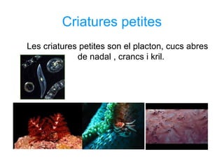 Criatures petites
Les criatures petites son el placton, cucs abres
de nadal , crancs i kril.
 