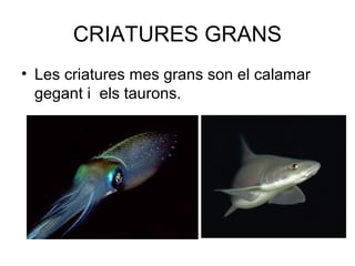 CRIATURES GRANS
• Les criatures mes grans son el calamar
gegant i els taurons.
 