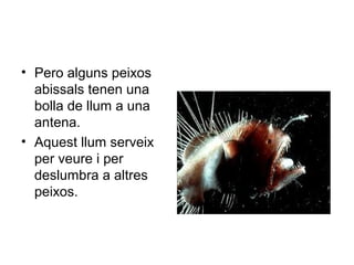• Pero alguns peixos
abissals tenen una
bolla de llum a una
antena.
• Aquest llum serveix
per veure i per
deslumbra a altres
peixos.
 