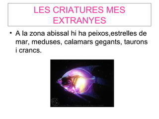 LES CRIATURES MES
EXTRANYES
• A la zona abissal hi ha peixos,estrelles de
mar, meduses, calamars gegants, taurons
i crancs.
 