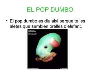 EL POP DUMBO
• El pop dumbo es diu aixi perque te les
aletes que semblen orelles d’elefant.
 
