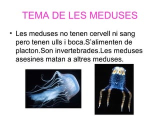TEMA DE LES MEDUSES
• Les meduses no tenen cervell ni sang
pero tenen ulls i boca.S’alimenten de
placton.Son invertebrades.Les meduses
asesines matan a altres meduses.
 