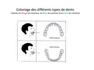 Coloriage des différents types de dents:
Colorie en Rouge les incisives, en Bleu les canines et en Vert les molaires




                                DARIUS
 