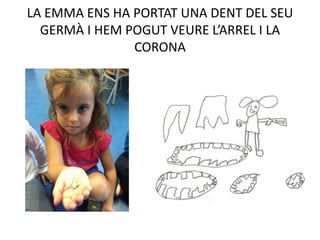 LA EMMA ENS HA PORTAT UNA DENT DEL SEU
GERMÀ I HEM POGUT VEURE L’ARREL I LA
CORONA
 