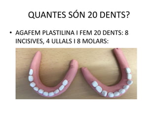 QUANTES SÓN 20 DENTS?
• AGAFEM PLASTILINA I FEM 20 DENTS: 8
INCISIVES, 4 ULLALS I 8 MOLARS:
 