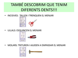 TAMBÉ DESCOBRIM QUE TENIM
DIFERENTS DENTS!!!
• INCISIVES: TALLEN I TRENQUEN EL MENJAR
• ULLALS: ESQUINCEN EL MENJAR
• MOLARS: TRITUREN I AJUDEN A EMPASSAR EL MENJAR
 
