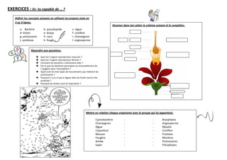 EXERCICES : Es- tu capable de … ?
    Définir les concepts suivants en utilisant tes propres mots en
    3 ou 4 lignes.
                                                                                             Dessiner dans ton cahier le schéma suivant et le compléter.
        a- Bactérie         b- pseudopode                c- algue
        d- lichen           e- bryophyte                 f- conifère
        g- protozoaire      h- coco                      i- champignon
        j- symbiose         k- fougère                   l- angiosperme


                 Répondre aux questions.

                         Quel est l´organe reproducteur masculin ?
                         Quel est l´organe reproducteur féminin ?
                         Comment les bactéries s´alimentent-elles ?
                         Est-ce que les bactéries participent au renouvellement de
                         l´oxygène dans l´atmosphère ?
                         Quels sont les trois types de mouvements que réalisent les
                         protozoaires ?
                         Pourquoi n´y-a-t-il pas d´algues dans les fonds marins très
                         profonds ?
                         Pourquoi les lichens sont-ils importants ?




                                                                       Mettre en relation chaque organisme avec le groupe qui lui appartient.

                                                                                 Cyanobactérie        -                      -       Bryophytes
                                                                                 Champignon           -                      -       Angiosperme
                                                                                 Algue                -                      -       Mycète
                                                                                 Coquelicot           -                      -       Conifère
                                                                                 Mousse               -                      -       Protistes
                                                                                 Fougère              -                      -       Monères
                                                                                 Amibe                -                      -       Protozoaires
                                                                                 Sapin                -                      -       Filicophytes
 