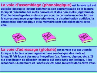 La voie d'assemblage (phonologique)  est la voie qui est utilisée lorsque le lecteur commence son apprentissage de la lecture, lorsqu'il rencontre des mots nouveaux et des non-mots (logatomes). C'est le décodage des mots son par son. La connaissance des lettres, la correspondance graphème-phonème, la discrimination auditive, la conscience phonologique et la mémoire sont sollicitées dans cette voie  La voie d'adressage (globale)  est la voie qui est utilisée lorsque le lecteur a emmagasiné dans son lexique des mots et lorsqu'il fait face à des mots irréguliers (ex. femme, oignon, etc.). II n'a plus besoin de décoder les mots qui sont dans son lexique, il les reconnaît. La mémoire et l'accès lexical sont sollicités dans cette voie.  