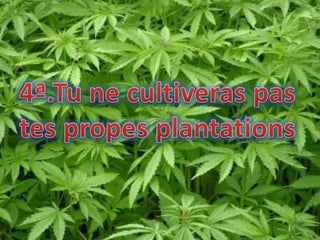 Les dix commandement pour ne pas tomber dans