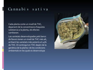 Cannabis sativa Cada planta conte un nivell de THC, depenent de la concentracio d’aquesta substancia a la planta, els efectes cambiaran. Les varietats desenvolupades pels bancs de llavors tenen un nivell de THC més alt, arribant les varietats més potents al 24% de THC. El contingut en THC depèn de la genètica de la planta i de les condicions ambientals en les quals es desenvolupa 