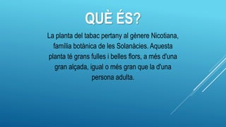 QUÈ ÉS?
La planta del tabac pertany al gènere Nicotiana,
família botànica de les Solanàcies. Aquesta
planta té grans fulles i belles flors, a més d'una
gran alçada, igual o més gran que la d'una
persona adulta.
 