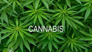 CANNABIS
 