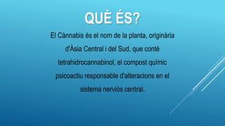 QUÈ ÉS?
El Cànnabis és el nom de la planta, originària
d'Àsia Central i del Sud, que conté
tetrahidrocannabinol, el compost químic
psicoactiu responsable d'alteracions en el
sistema nerviós central.
 