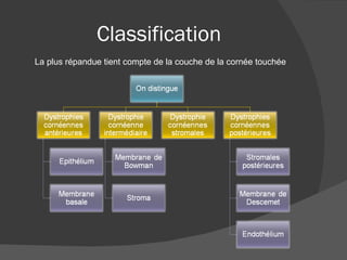 Classification La plus répandue tient compte de la couche de la cornée touchée 