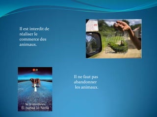 Il est interdit de
réaliser le
commerce des
animaux.




                     Il ne faut pas
                     abandonner
                      les animaux.
 
