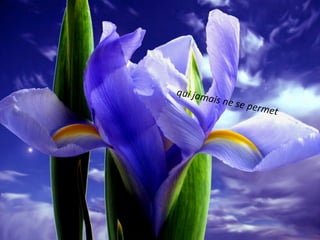 qui jam
       ais ne s
               e perm
                        et
 