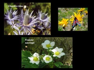 Chardon bleu
Fraisier
sauvage
