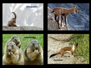 bouquetin
chamois
marmottes
hermine