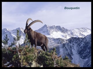 Bouquetin