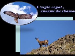 L’aigle royal ,
ennemi du chamoi