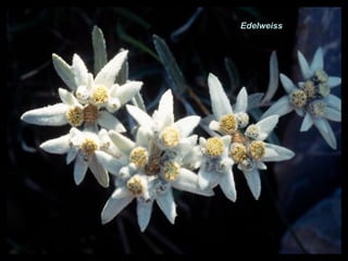 Edelweiss