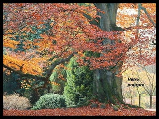 HêtreHêtre
pourprepourpre